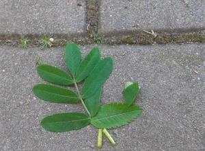 13228129_996949300359871_899074670_n (Medium)