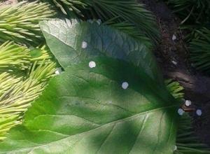 13249563_1001996776521790_1139001780_n (Medium)