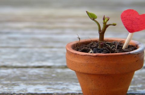 ZAADOPTUJ ROŚLINĘ Z MAL