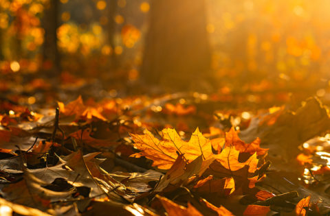 Jesienna galeria prac